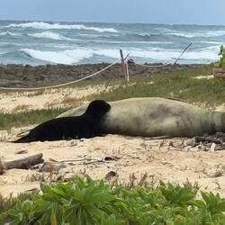 Mutter mit Heuler 🦭