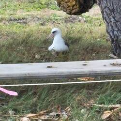 Brütender Albatros 🐣