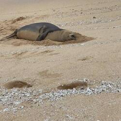 Hawaii-Mönchsrobbe (leider vom Aussterben bedroht)