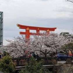 Le torii de Heian Jingu
