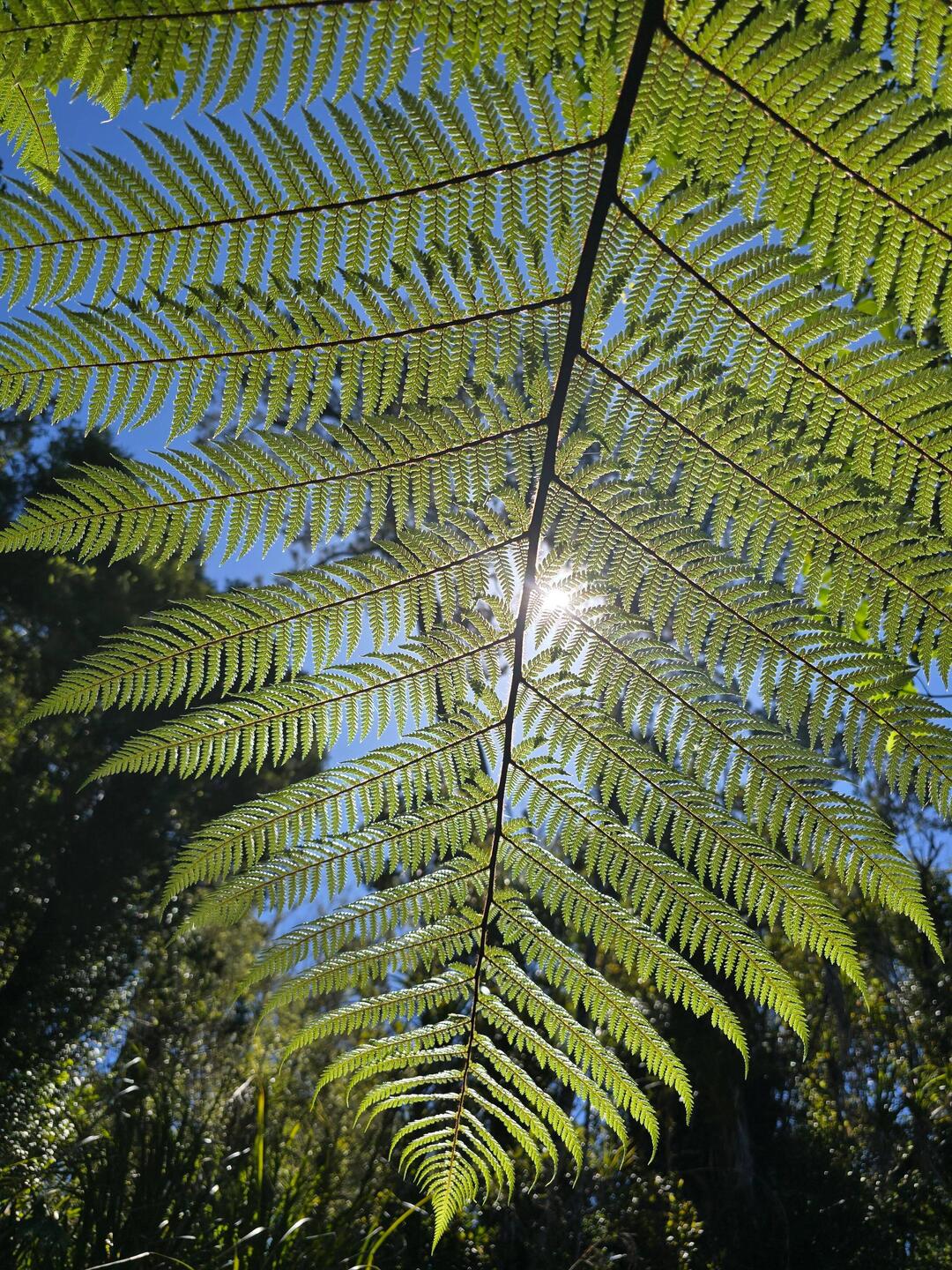 Der Regenwald hat so viel zu bieten...