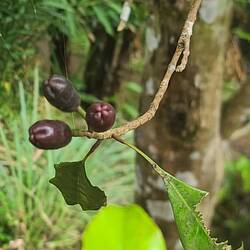 Clove . Gewürznelke