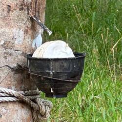 Rubber tree-collecting latex