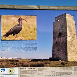 So sieht der Waldrapp aus.