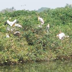 Painted Storks