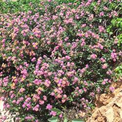 Wandelröschen - wachsen hier überall