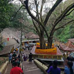 Der Bodhi Baum, heilig für alle Buddhisten, an allen (?) Tempeln zu finden + tw. über 1000 Jahre alt
