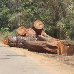 Der Regenwald wird hier großflächig abgeholzt...