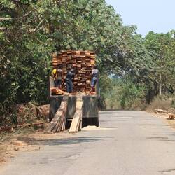 ...zerschnitten und direkt verladen