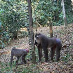 Manche Gruppen sind hinter, andere vor dem Zaun