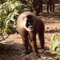 Die Drills sind das Highlight des Nationalparks