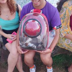 How cute a cat carrier is this