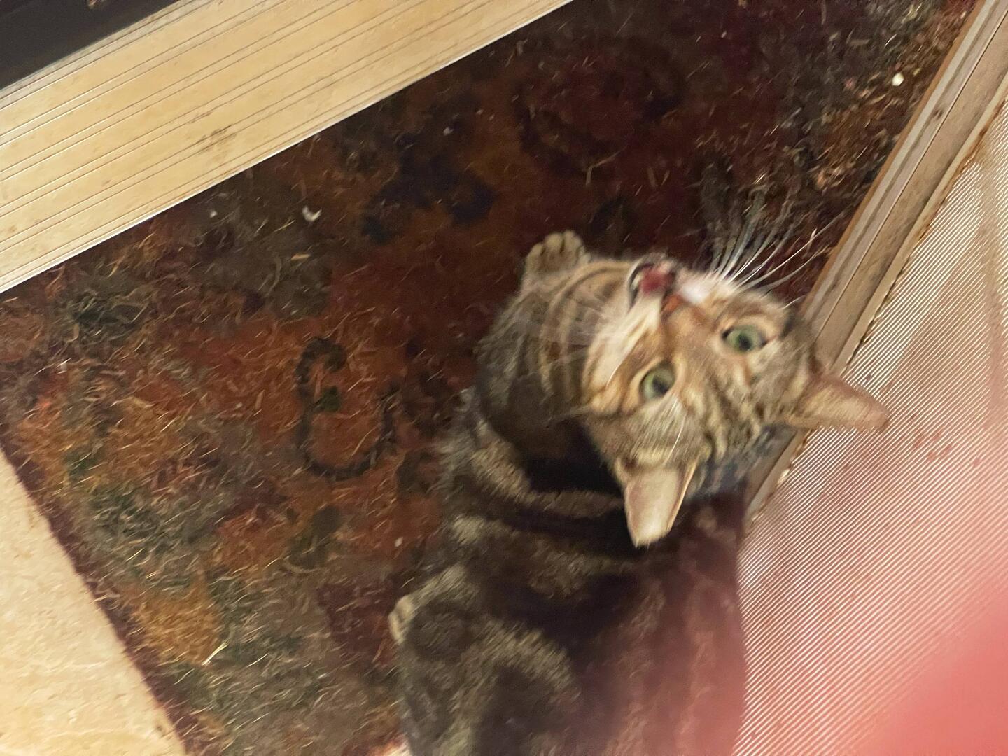 Allmorgendicher Besuch von Toyger