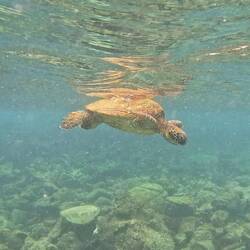 Grüne Meeresschildkröte