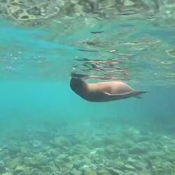 Galápagos-Seelöwe/bär