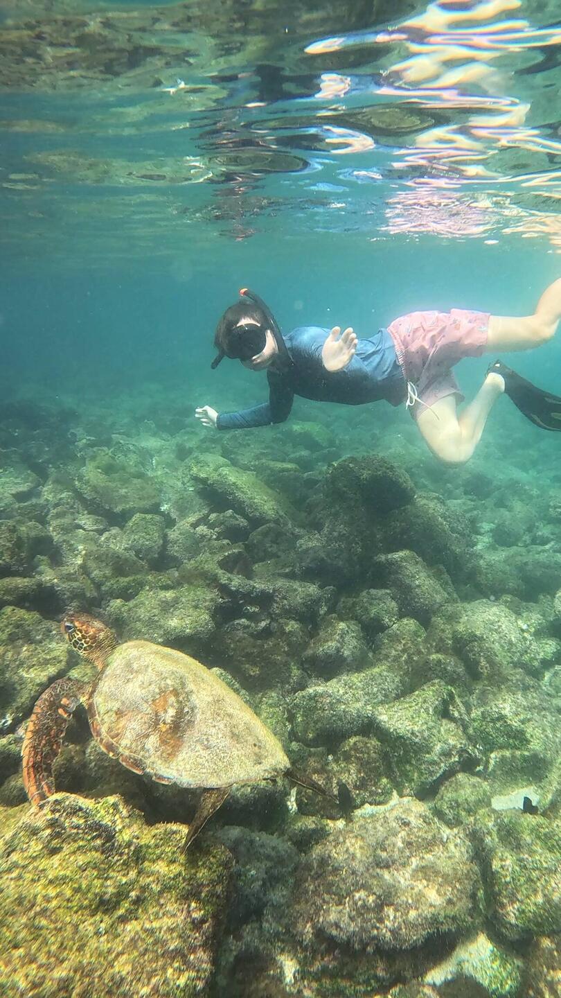 Grüne Meeresschildkröte