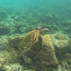 Grüne Meeresschildkröte