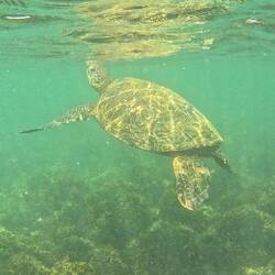 Grüne Meeresschildkröte