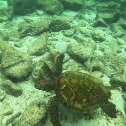 Grüne Meeresschildkröte