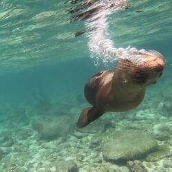 Galápagos-Seelöwe/bär