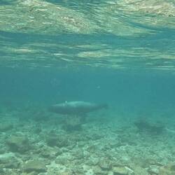 Galápagos-Seelöwe/bär