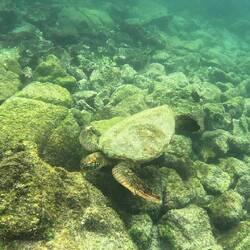 Grüne Meeresschildkröte