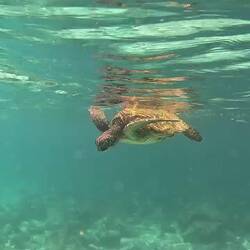 Grüne Meeresschildkröte