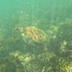 Grüne Meeresschildkröte