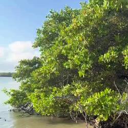 Mangroven