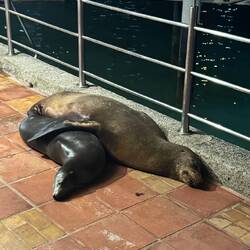 Galápagos-Seelöwen/bären