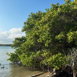 Mangroven