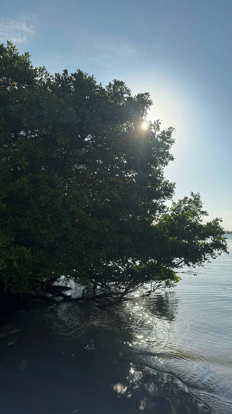 Mangroven