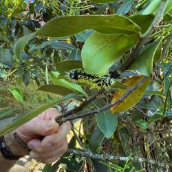 Den här lilla larven heter Leucanella.Blir så småningom en jättevacker fjäril.