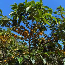 Vissa kaffeplantor ger gula bär.