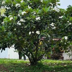 Frangipani - herrlich duftend!