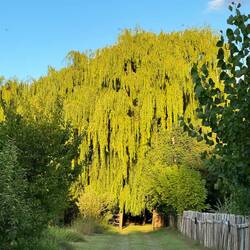 Ferienlager Eingang mit coolem Baum