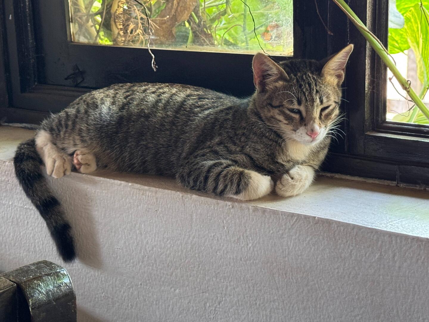 Rufus!