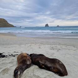 Seehönd am Sandfly Bay