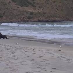 Seelöwe nochem "Surfe" im Wasser