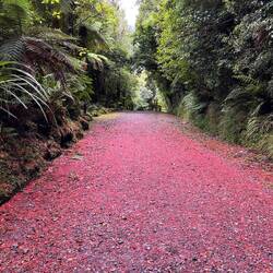 Der Pohutukawa Baum verliert seine Nadeln