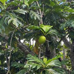 Breadfruit