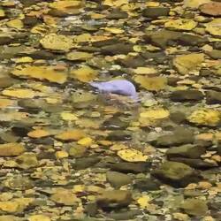Eine Whio (Blue Duck) - laut einer Frau haben wir sehr großes Glück, sie zu sehen 🥰