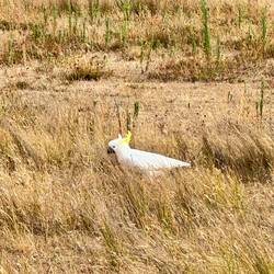 Cockatoo