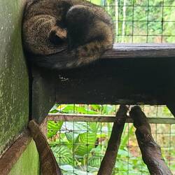 Schleichkatze