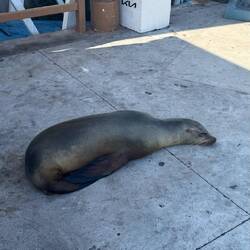 Galápagos-Seelöwe/bär