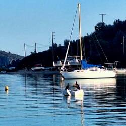 Die beiden Kormorane nutzen die letzten Sonnenstrahlen