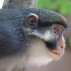 Man kommt ganz nah an die Primaten heran