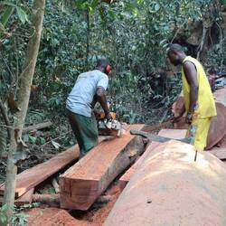 Leider wird rundherum gierig und stetig abgeholzt