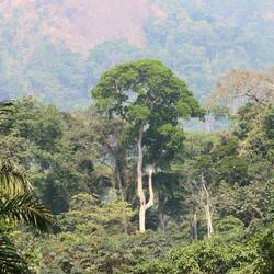 Das Camp liegt im dichten Regenwald