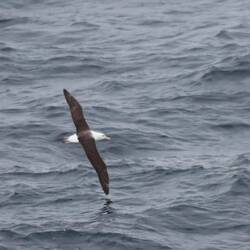 Albatros skimming the sea